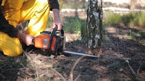 Best Arborist Consultation Services  in Lago Vista, TX