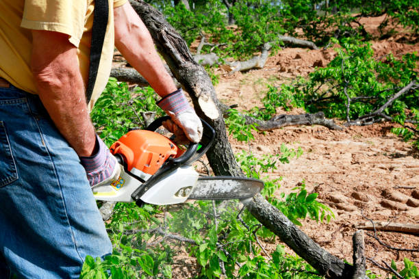 Best Lawn Grading and Leveling  in Lago Vista, TX